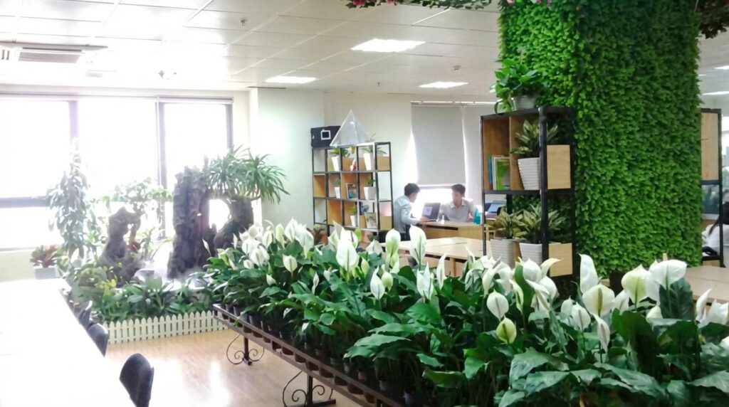 Lan ý loại bỏ ammonia, hấp thụ CO2 tốt.