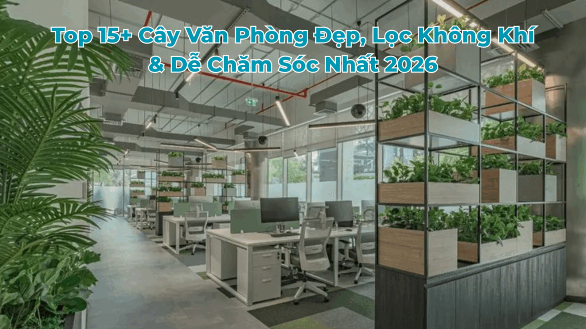 cay-van-phong